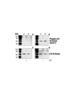 Cell Signaling Phospho-P70 S6 Kinase (Ser371) Antibody