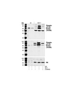 Cell Signaling Phospho-Drosophila P70 S6 Kinase (Thr398) Antibody