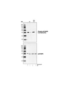 Cell Signaling Phospho-P38 Mapk (Thr180/Tyr182) Antibody