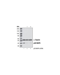 Cell Signaling P38 Mapk Antibody