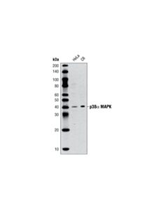 Cell Signaling p38alpha MAPK (5F11) Mouse mAb 20 uL