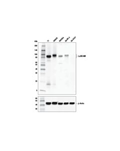 Cell Signaling Lu/Bcam Antibody