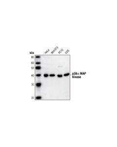 Cell Signaling P38alpha Mapk Antibody