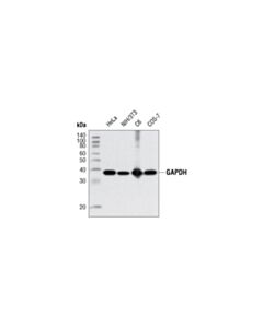 Cell Signaling Gapdh (D16h11) Xp ® Rabbit mAb (BSA And Azide Free)