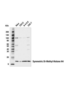 Cell Signaling Symmetric Di-Methyl Histone H4 (Arg3) (E5z6w) Rabbit mAb