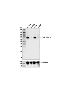 Cell Signaling Trap1/Hsp75 (D3d7n) Rabbit mAb