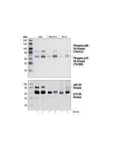 Cell Signaling Phospho-P70 S6 Kinase (Thr389) (108d2) Rabbit mAb