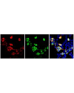 Cell Signaling DYKDDDDK Tag (D6W5B) Horse Chimeric mAb (Binds to same epitope as Sigma-Aldrich Anti-FLAG M2 antibody)