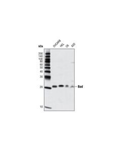 Cell Signaling Bad (D24a9) Rabbit mAb