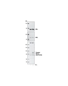 Cell Signaling Nf-Kappab Control Cell Extracts