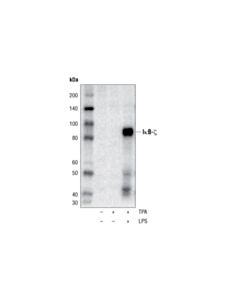 Cell Signaling Ikappab-Zeta Antibody