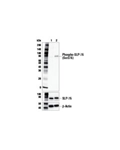 Cell Signaling Human Cd3epsilon Activating (Okt3) Mouse mAb (Low Endotoxin, Azide-Free)