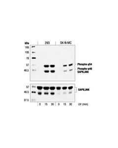 Cell Signaling Phospho-Sapk/Jnk (Thr183/Tyr185) Antibody