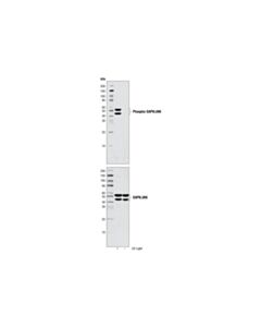 Cell Signaling Sapk/Jnk Control Cell Extracts