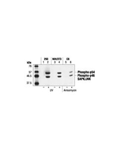 Cell Signaling Phospho-Sapk/Jnk (Thr183/Tyr185) (G9) Mouse mAb