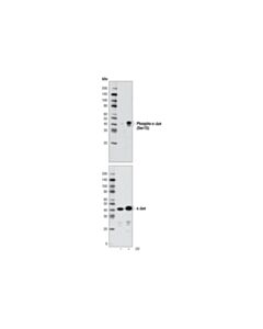 Cell Signaling C-Jun Control Cell Extracts