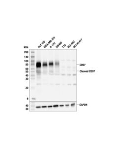 Cell Signaling CD97 (F2F1F) Rabbit mAb