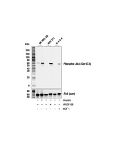 Cell Signaling Phospho-Akt (Ser473) Antibody