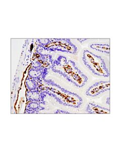 Cell Signaling Cd31 (Pecam-1) (D8v9e) Xp® Rabbit mAb (BSA And Azide Free)
