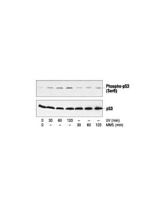 Cell Signaling Phospho-P53 (Ser6) Antibody