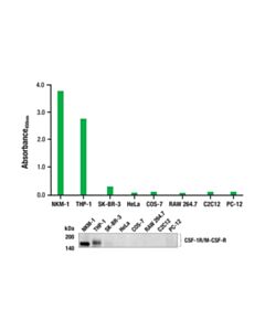 Cell Signaling CSF-1R/M-CSF-R (D4E1P) Rabbit mAb (BSA and Azide Free)