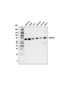 Cell Signaling Cpsf6 (E4f5f) Rabbit mAb