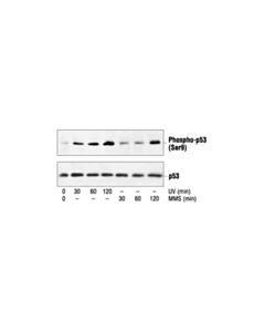 Cell Signaling Phospho-P53 (Ser9) Antibody