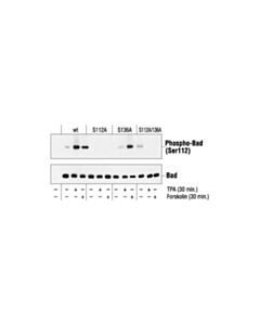 Cell Signaling Phospho-Bad (Ser112) Antibody