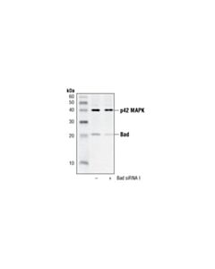Cell Signaling Bad Antibody