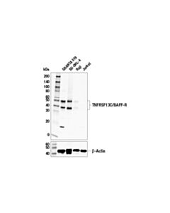 Cell Signaling Tnfrsf13c/Baff-R Antibody