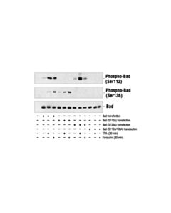 Cell Signaling Phospho-Bad (Ser136) Antibody