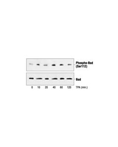 Cell Signaling Phospho-Bad (Ser112) (7e11) Mouse mAb