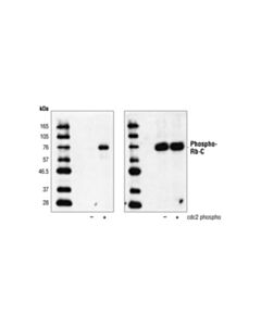 Cell Signaling Rb Control Proteins