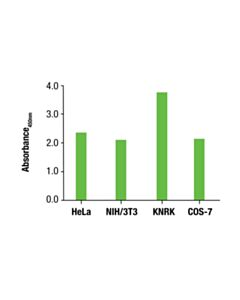 Cell Signaling Total CDK5 Matched Antibody Pair