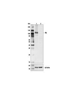 Cell Signaling Rb (4h1) Mouse mAb