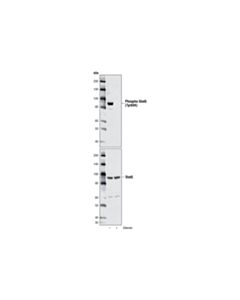 Cell Signaling Phospho-Stat5 (Tyr694) (C71e5) Rabbit mAb