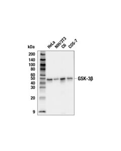 Cell Signaling Gsk-3beta (27c10) Rabbit mAb