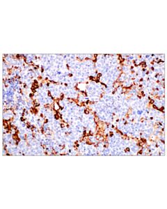 Cell Signaling Cd11b/Itgam (E4k8c) Rabbit mAb
