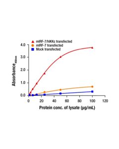 Cell Signaling Phospho-IRF-7 (Ser437/438) Matched Antibody Pair