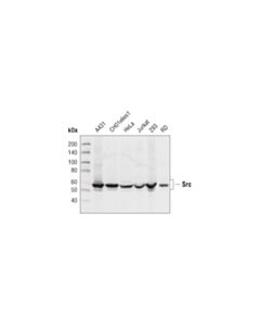 Cell Signaling Src Family Antibody Sampler Kit