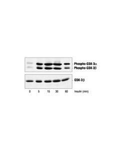 Cell Signaling Phospho-Gsk-3alpha/Beta (Ser21/9) Antibody