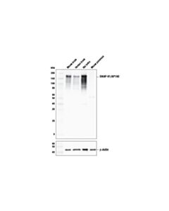 Cell Signaling Snap-91/Ap180 Antibody