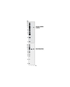 Cell Signaling Phospho-P90rsk (Thr573) Antibody
