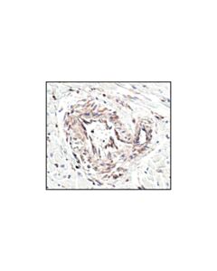 Cell Signaling Beta-Actin (13e5) Rabbit mAb (BSA And Azide Free)