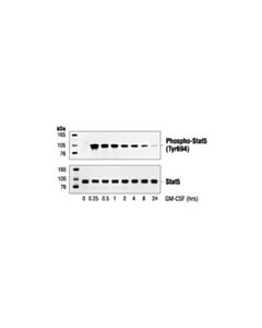 Cell Signaling Phospho-Stat5 (Tyr694) Antibody