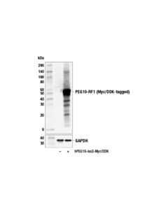 Cell Signaling Peg10-Rf1 Antibody