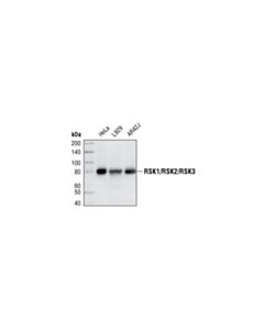 Cell Signaling Rsk1/Rsk2/Rsk3 (32d7) Rabbit mAb
