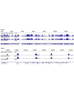Cell Signaling Concanavalin A Magnetic Beads And Activation Buffer