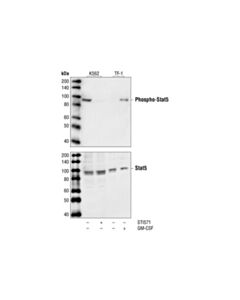 Cell Signaling Phospho-Stat5 (Tyr694) (14h2) Mouse mAb