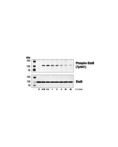 Cell Signaling Phospho-Stat6 (Tyr641) Antibody